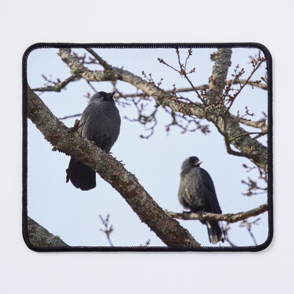 Item preview, To be or not to be. Western jackdaw designed and sold by Jouko Lehto Photography.