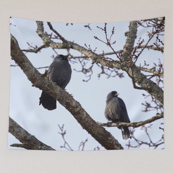 Item preview, To be or not to be. Western jackdaw designed and sold by Jouko Lehto Photography.