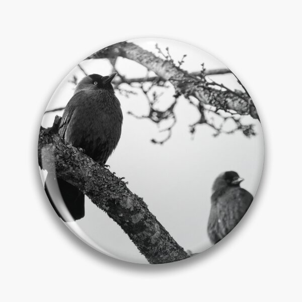 Item preview, To be or not to be. Western jackdaw bw designed and sold by Jouko Lehto Photography.