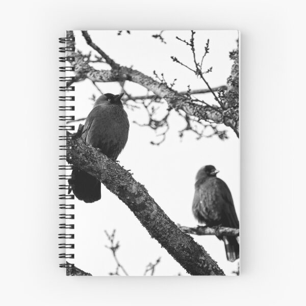 Item preview, To be or not to be. Western jackdaw bw designed and sold by Jouko Lehto Photography.