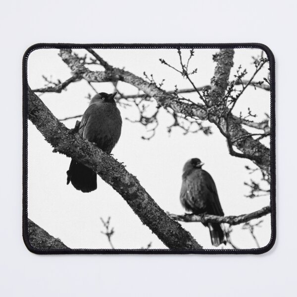 Item preview, To be or not to be. Western jackdaw bw designed and sold by Jouko Lehto Photography.