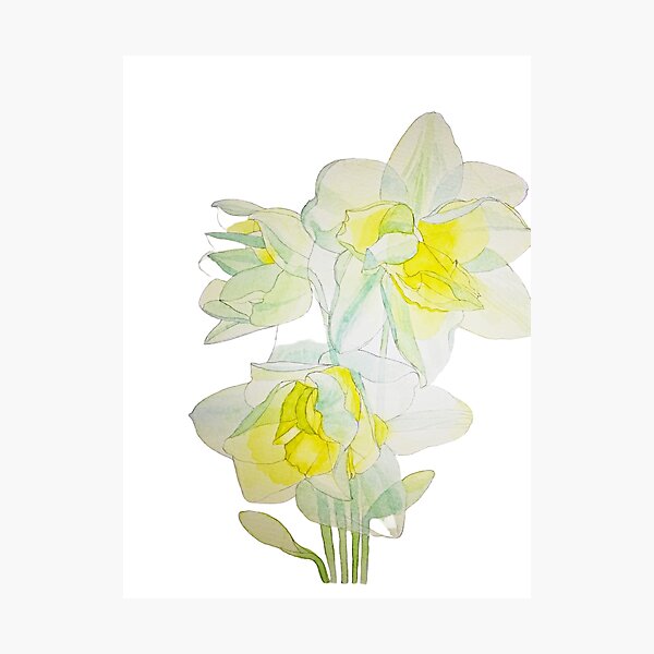Item preview, Transparent Daffodils watercolour painting  designed and sold by esvb.