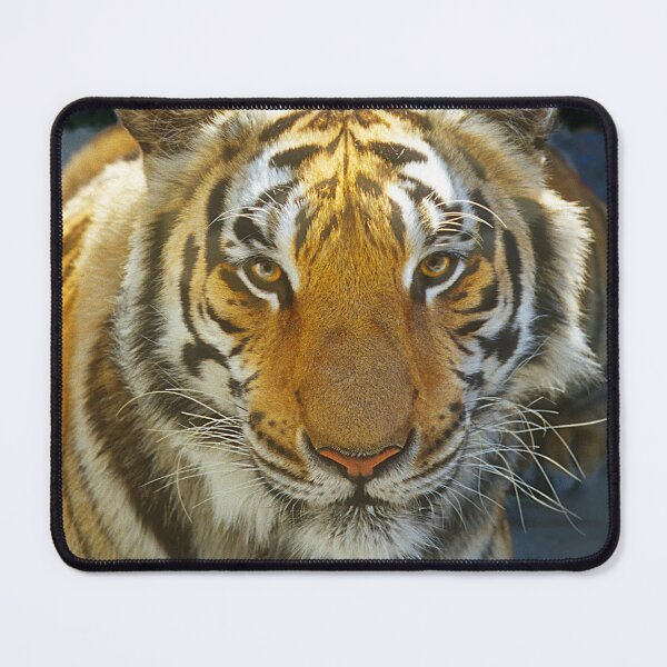 Item preview, Tiger Face: Up Close and Very Personal Art Photo designed and sold by DEC02.