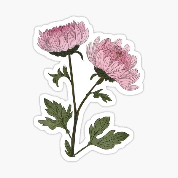 Artikel-Vorschau von Rosa Chrysanthemenblüten, designt und verkauft von Marguerite Artistry.