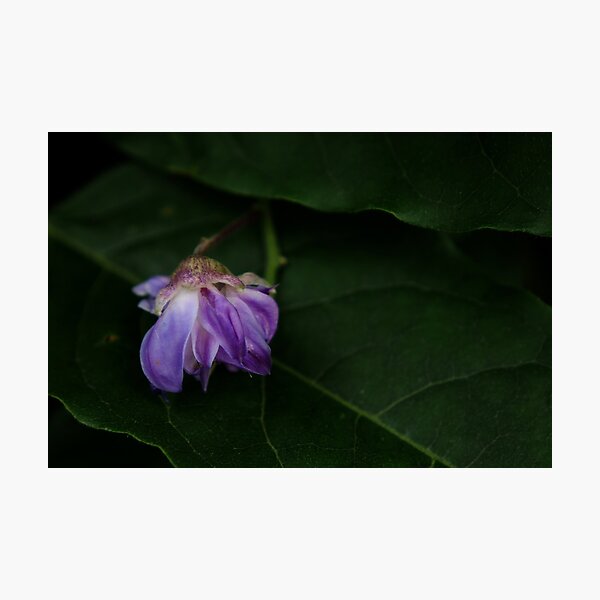 Item preview, Fallen flower designed and sold by Agnes McGuinness.