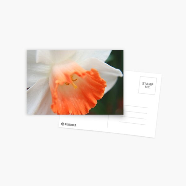 Spring Fashion Postcard
