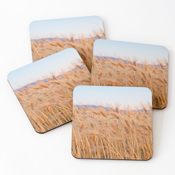 Item preview, wheat field close-up / Fukuoka, Japan - 2024 may designed and sold by Matthieu Tuffet.