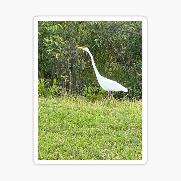 Item preview, Great egret designed and sold by allstars007.