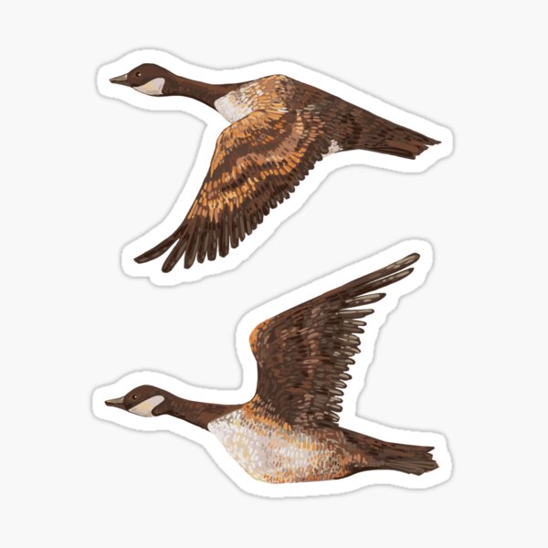 Item preview, Canada Geese designed and sold by marahcc.