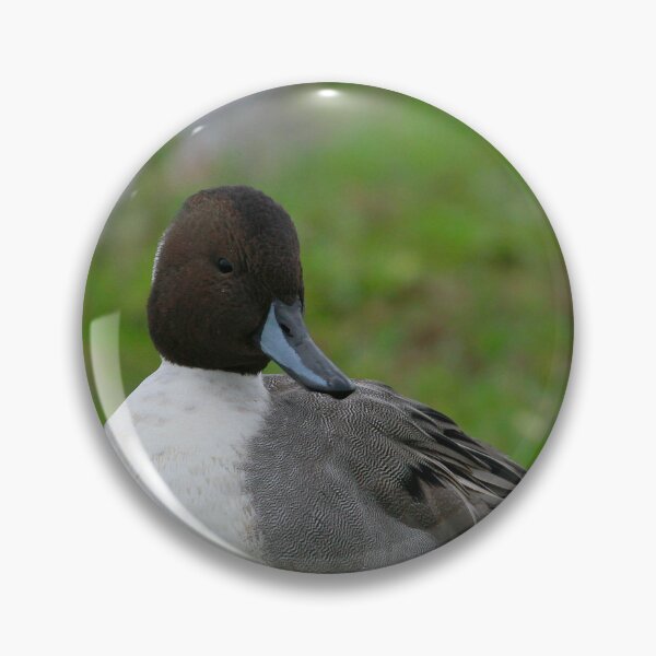 Item preview, Perfect Pintail  designed and sold by miradorpictures.