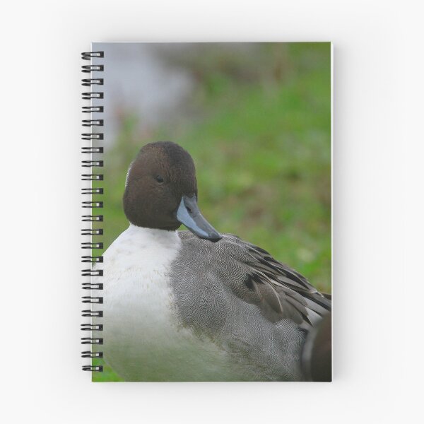 Item preview, Perfect Pintail  designed and sold by miradorpictures.