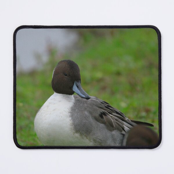 Item preview, Perfect Pintail  designed and sold by miradorpictures.