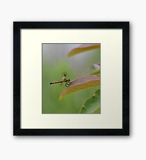 Tiger Looking Dragonfly Framed Print