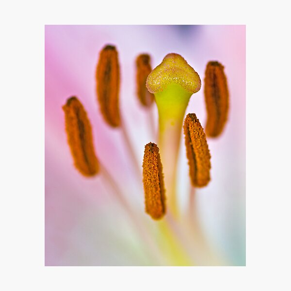 Fertility Photographic Print