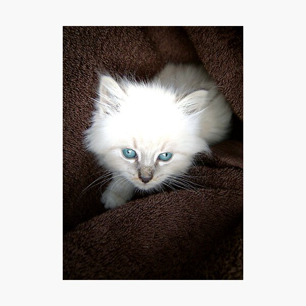 Item preview, Soft Blue designed and sold by WildCapture.