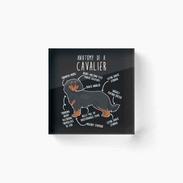 Item preview, Black and Tan Cavalier King Charles Spaniel Dog Anatomy designed and sold by Clara Hollins.