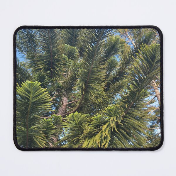 Item preview, Norfolk Island Pine designed and sold by Easley-Does-It.