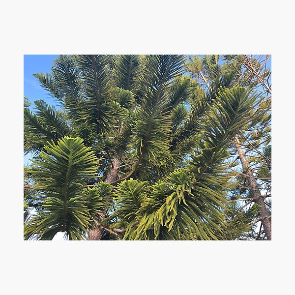 Item preview, Norfolk Island Pine designed and sold by Easley-Does-It.