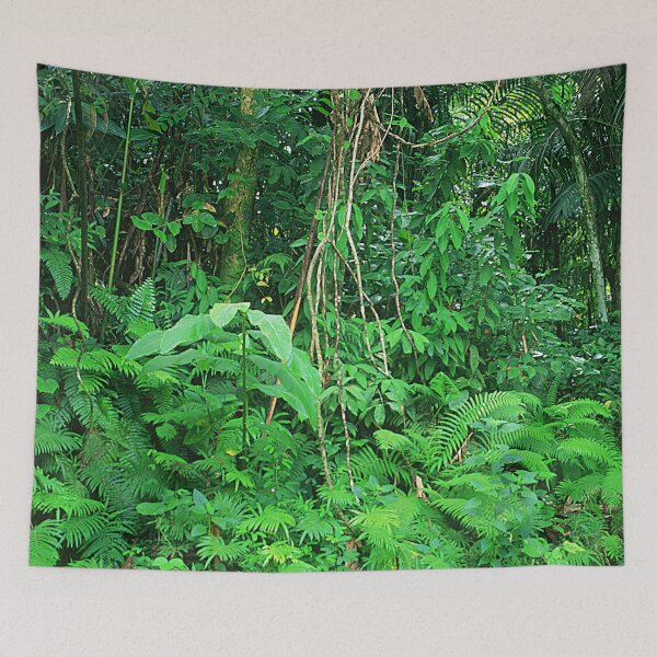 Artikelvorschau, Atemberaubender Regenwald-Dschungel in Costa Rica Kunstfoto entworfen und verkauft von DEC02.