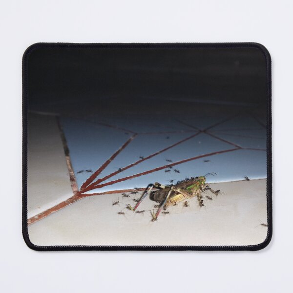 Item preview, Dead grasshopper carried by ants on the floor. designed and sold by Yusuf-Design.