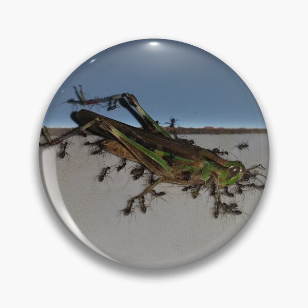 Item preview, Close up, Dead grasshopper carried by ants on the floor. Perfect for Animal Lovers who love Grasshoppers designed and sold by Yusuf-Design.