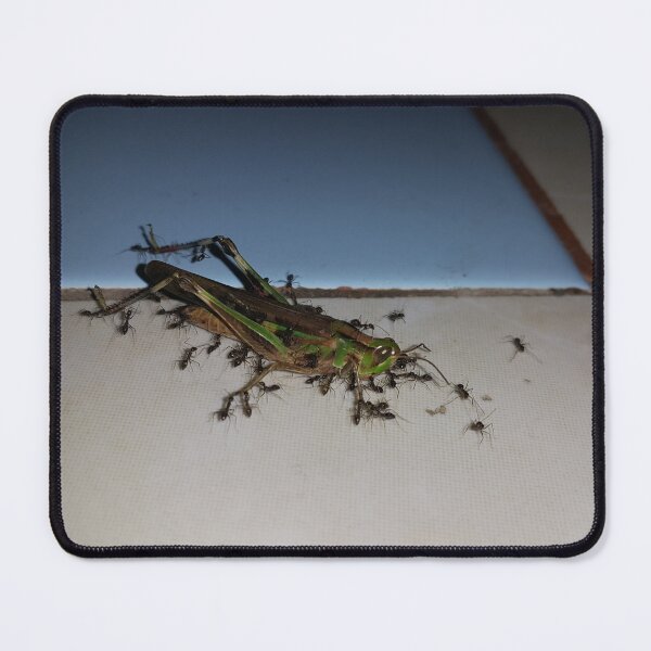 Item preview, Close up, Dead grasshopper carried by ants on the floor. Perfect for Animal Lovers who love Grasshoppers designed and sold by Yusuf-Design.
