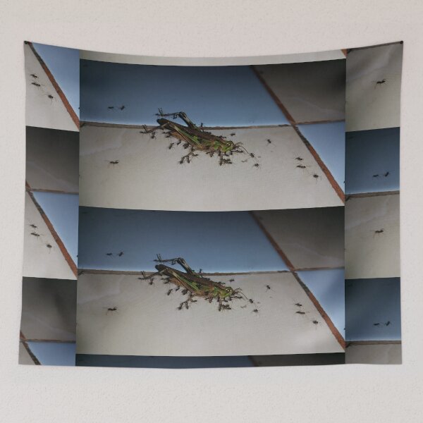 Item preview, Close up, Dead grasshopper carried by ants on the floor. Perfect for Animal Lovers who love Grasshoppers designed and sold by Yusuf-Design.