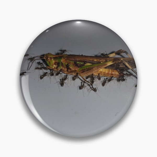 Item preview, Close up of dying grasshopper paraded by ants on the floor. designed and sold by Yusuf-Design.