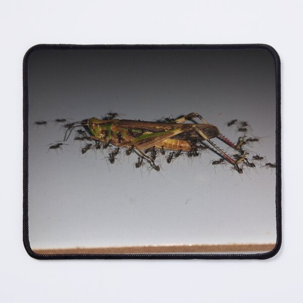Item preview, Close up of dying grasshopper paraded by ants on the floor. designed and sold by Yusuf-Design.