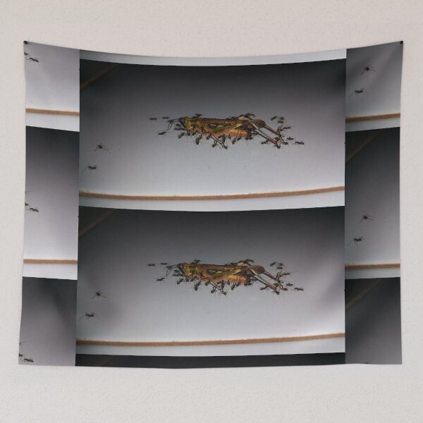 Item preview, Close up of dying grasshopper paraded by ants on the floor. designed and sold by Yusuf-Design.
