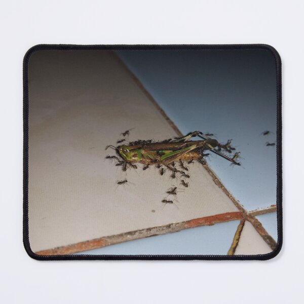 Item preview, Dead grasshopper paraded by ants on the floor. designed and sold by Yusuf-Design.
