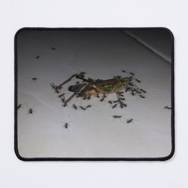 Item preview, Dying Grasshopper paraded by ants. designed and sold by Yusuf-Design.