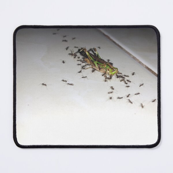 Item preview, A dying grasshopper surrounded by a group of black ants. designed and sold by Yusuf-Design.