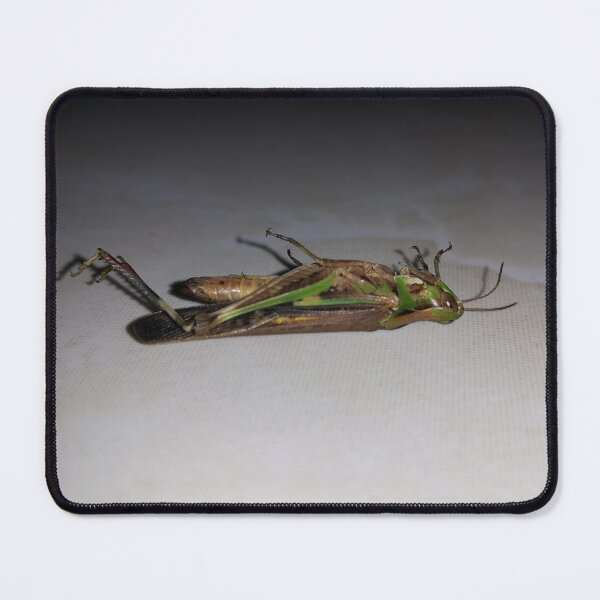 Item preview, Dying Grasshopper on ceramic. designed and sold by Yusuf-Design.