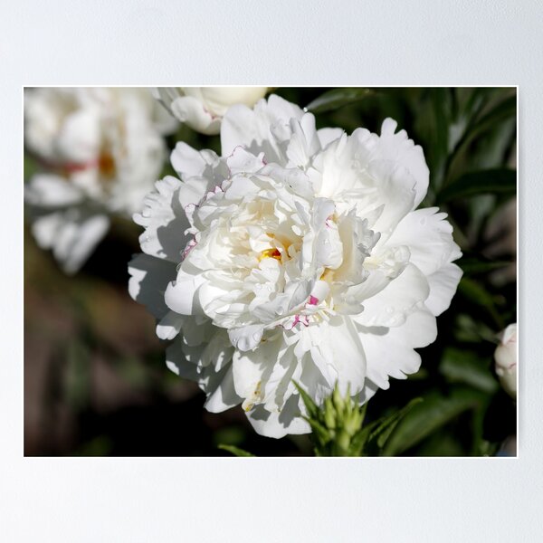 Aperçu de l'œuvre Pion. Fleur blanche. créée et vendue par SoloNovaArtSpace.