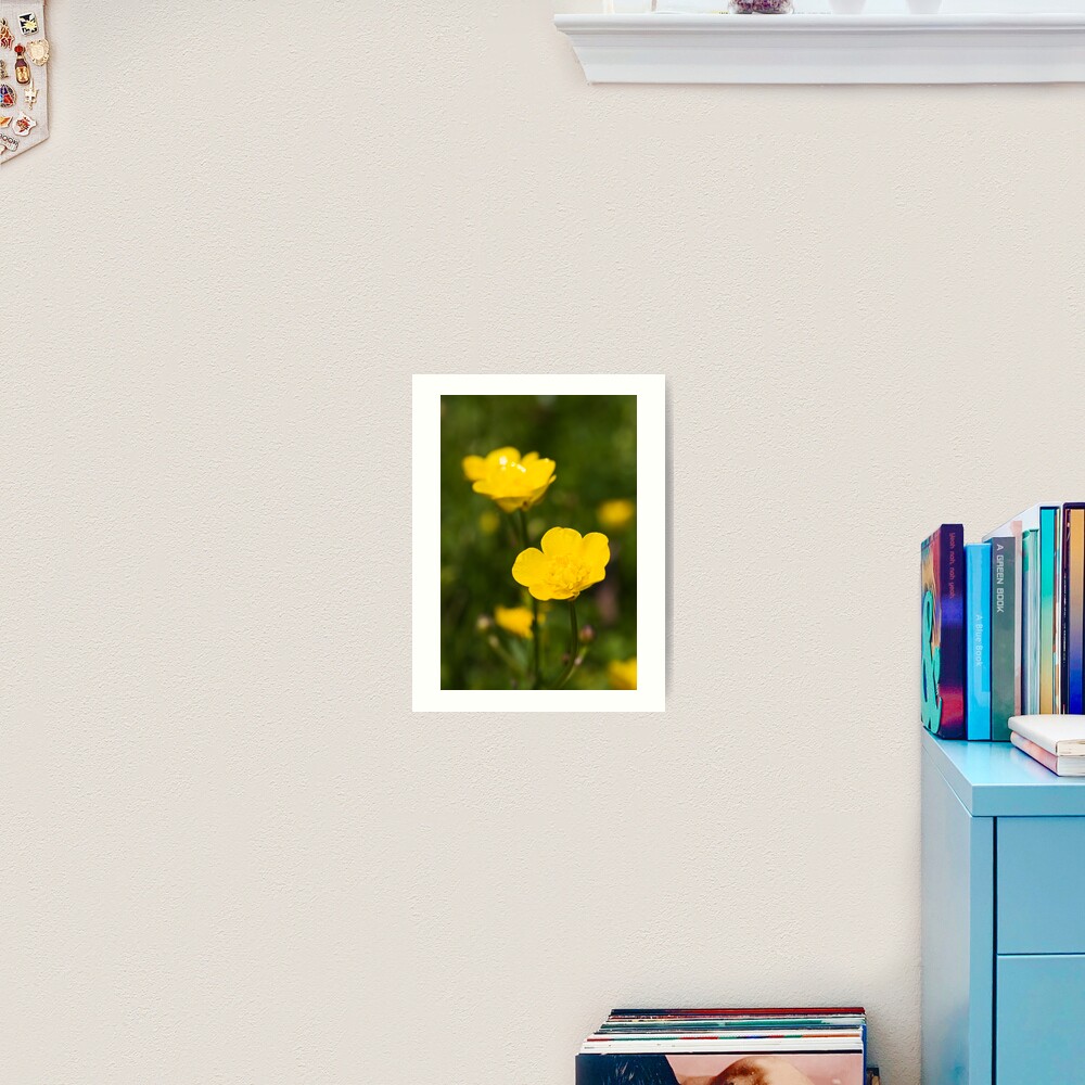 Meadow Buttercup (Ranunculus acris) Art Print