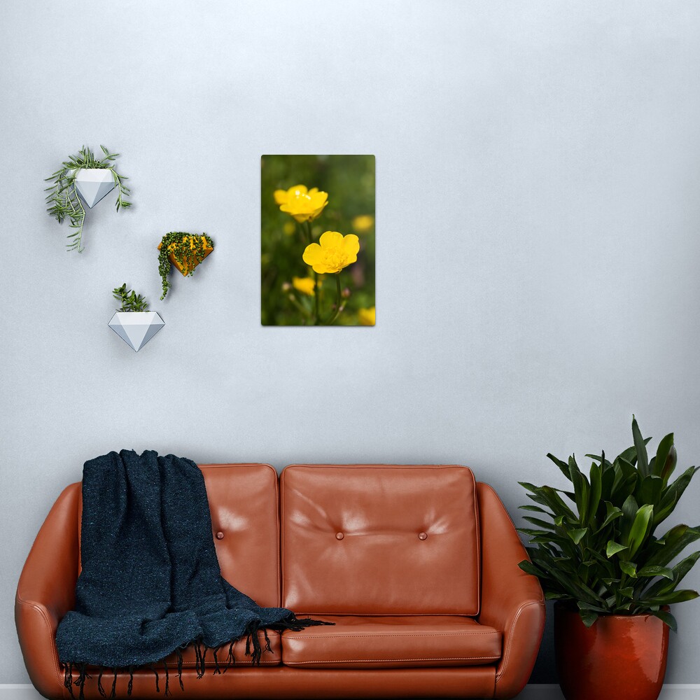 Meadow Buttercup (Ranunculus acris) Metal Print