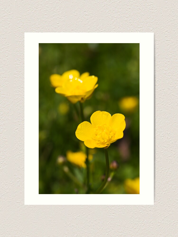 Alternate view of Meadow Buttercup (Ranunculus acris) Art Print