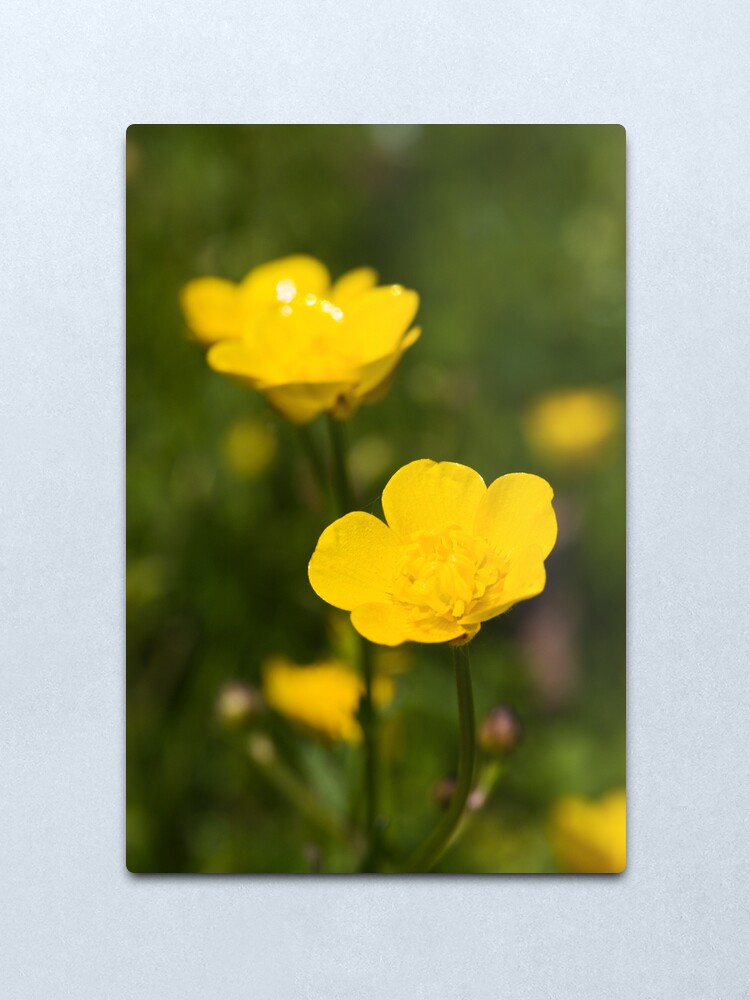 Alternate view of Meadow Buttercup (Ranunculus acris) Metal Print