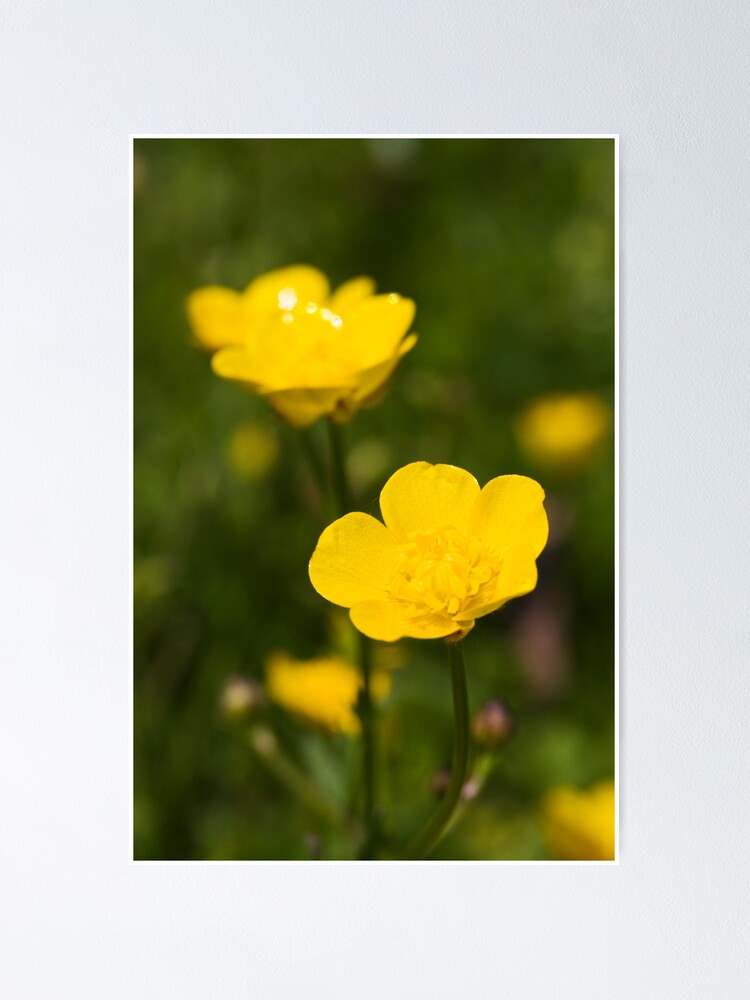 Alternate view of Meadow Buttercup (Ranunculus acris) Poster
