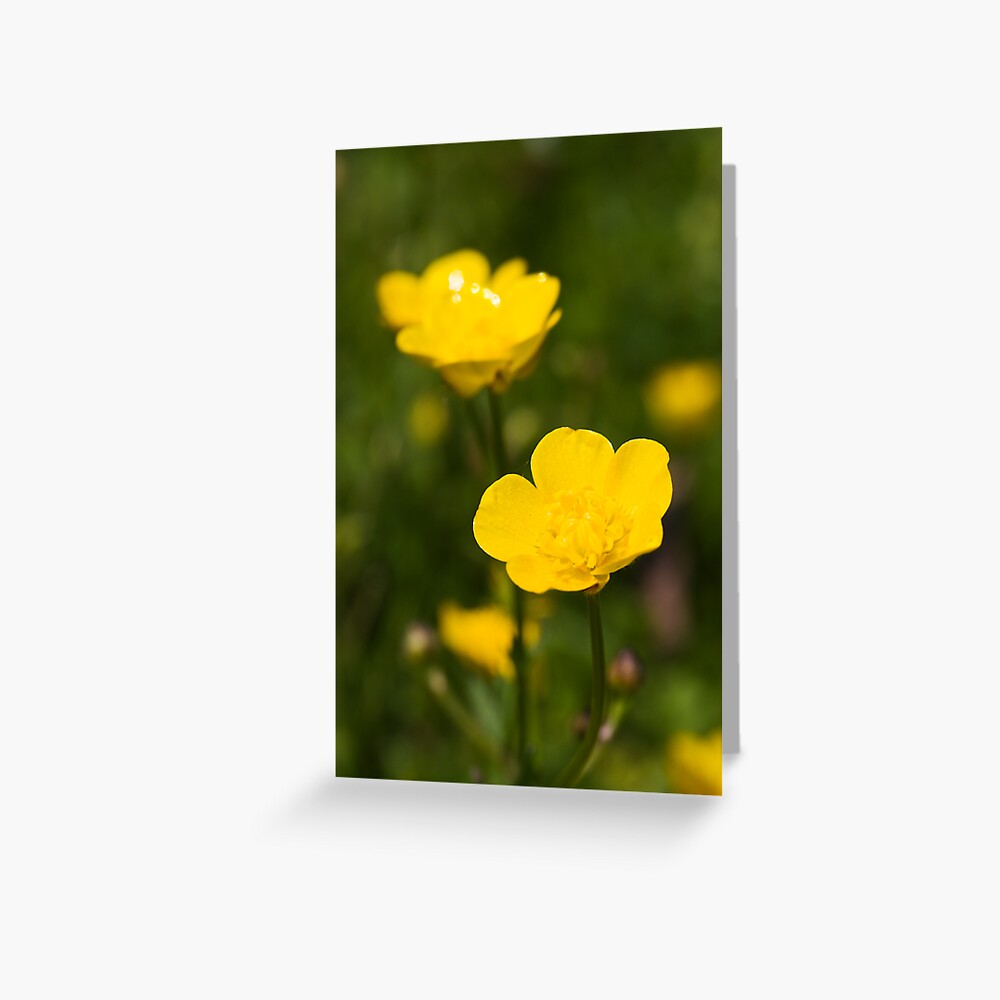 Meadow Buttercup (Ranunculus acris) Greeting Card
