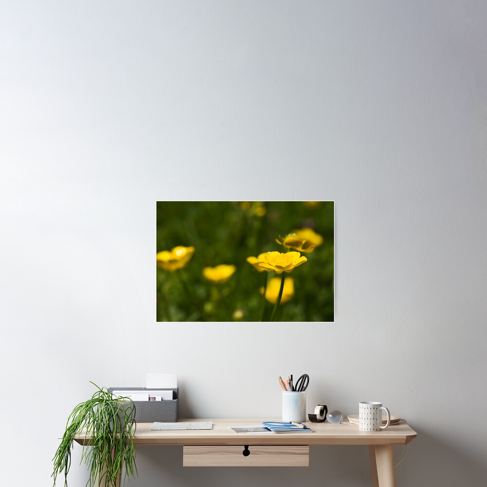 Meadow Buttercup (Ranunculus acris) Poster