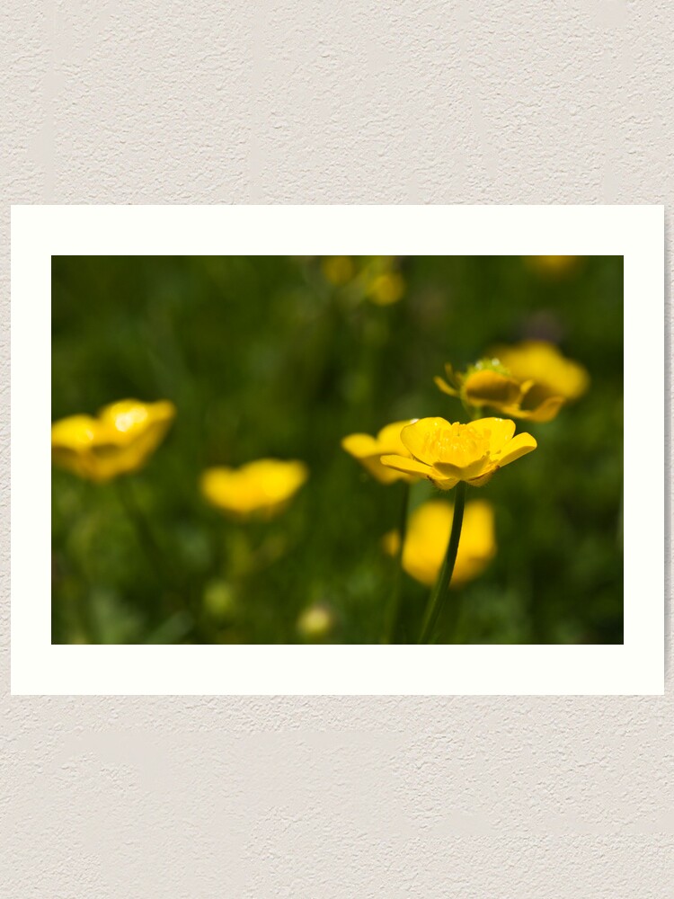 Alternate view of Meadow Buttercup (Ranunculus acris) Art Print