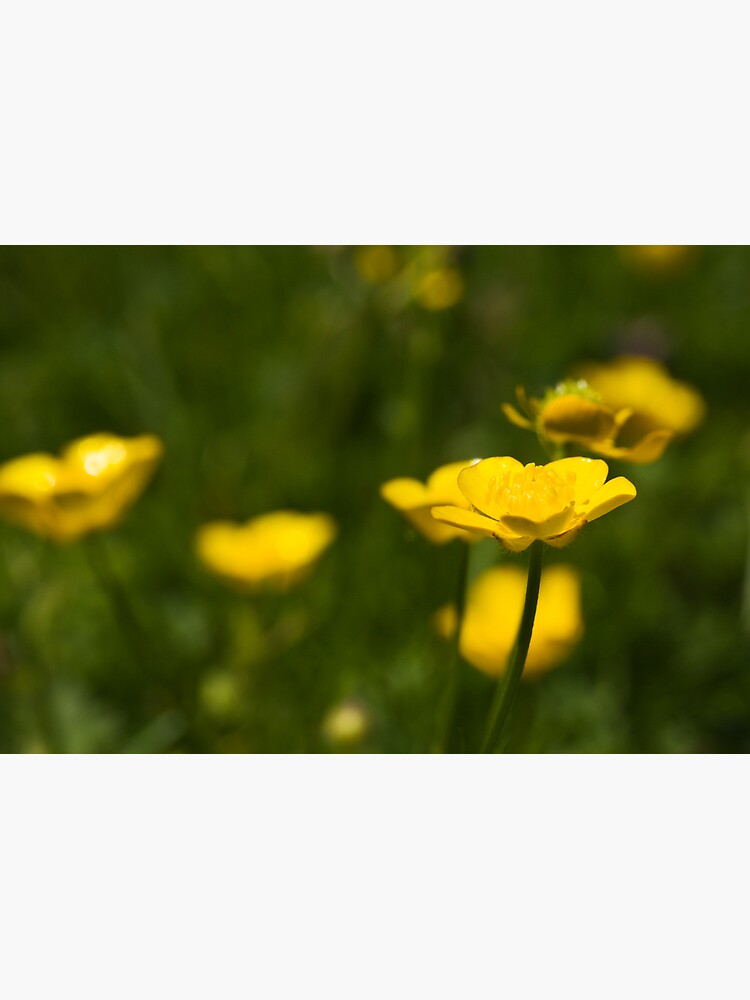 Meadow Buttercup (Ranunculus acris) by SteveChilton