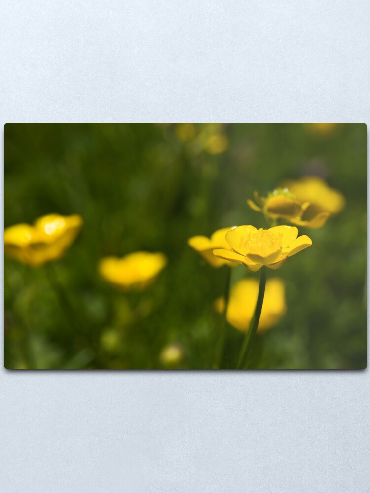Alternate view of Meadow Buttercup (Ranunculus acris) Metal Print