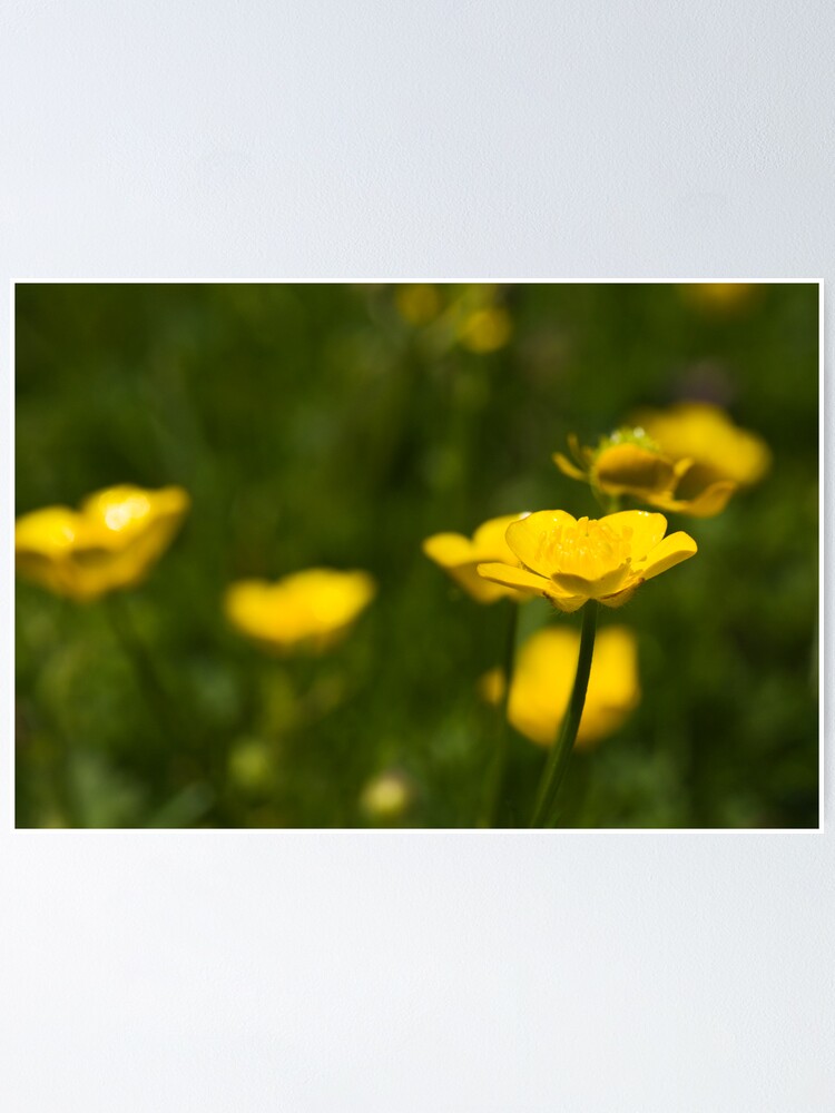Alternate view of Meadow Buttercup (Ranunculus acris) Poster