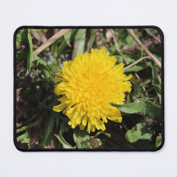 Item preview, Dandelion  designed and sold by McFleur's Lens.