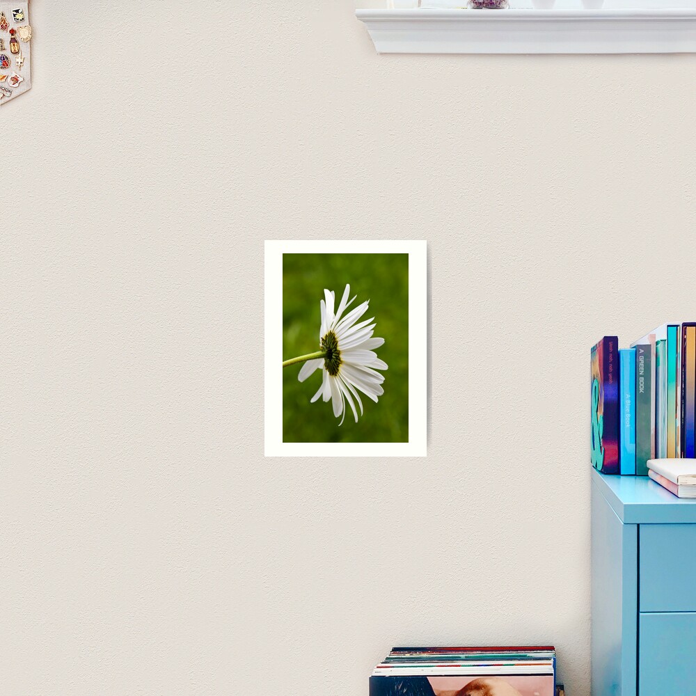 Oxeye Daisy (Leucanthemum vulgare) Art Print
