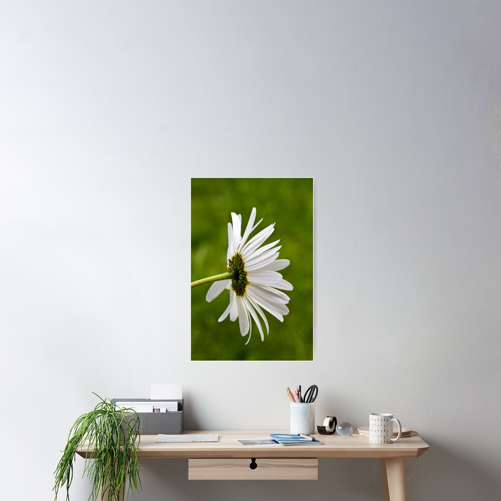Oxeye Daisy (Leucanthemum vulgare) Poster