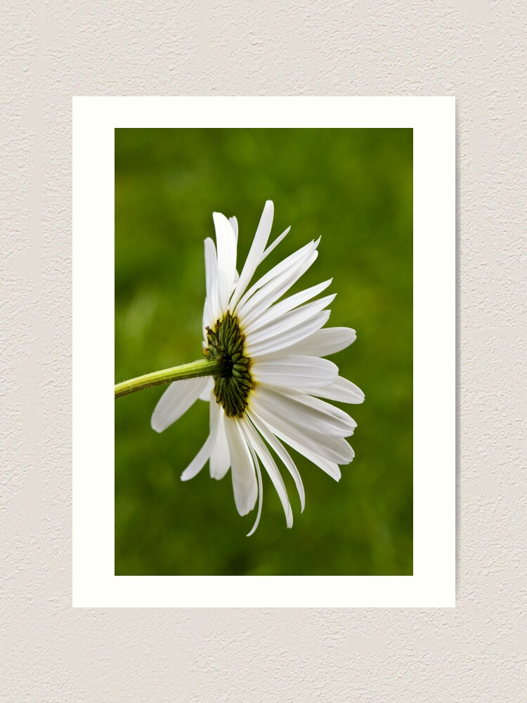 Alternate view of Oxeye Daisy (Leucanthemum vulgare) Art Print